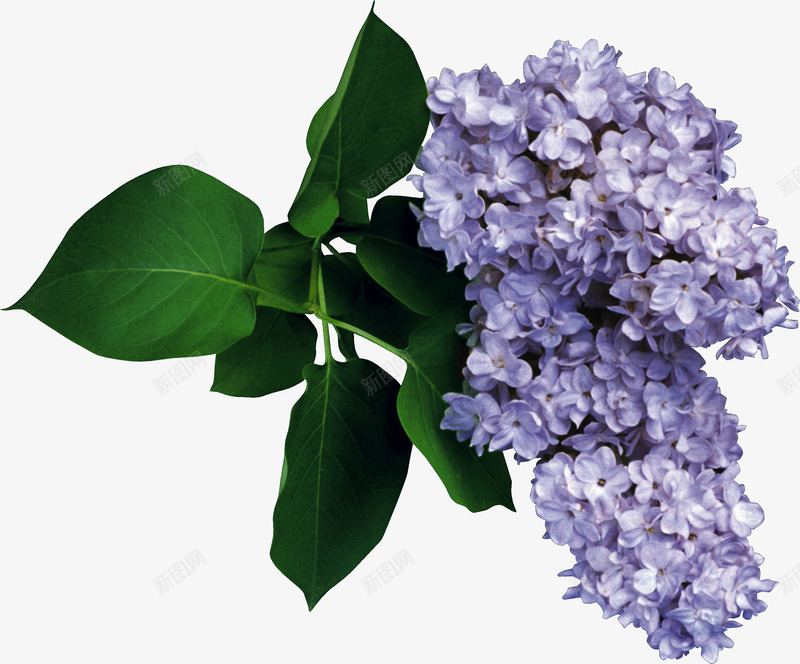 淡紫色收集花卉png免抠素材_新图网 https://ixintu.com 淡紫色 收集 花卉