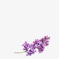 紫色花花草草紫色的花朵无需抠图花花草草各种植物手绘卡通花朵绿植高清图片