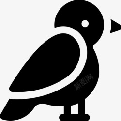 燕鸥北极燕鸥冬季自然22填充高清图片