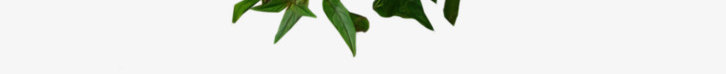 PlantC透明动植物png_新图网 https://ixintu.com PlantC 透明 动植物