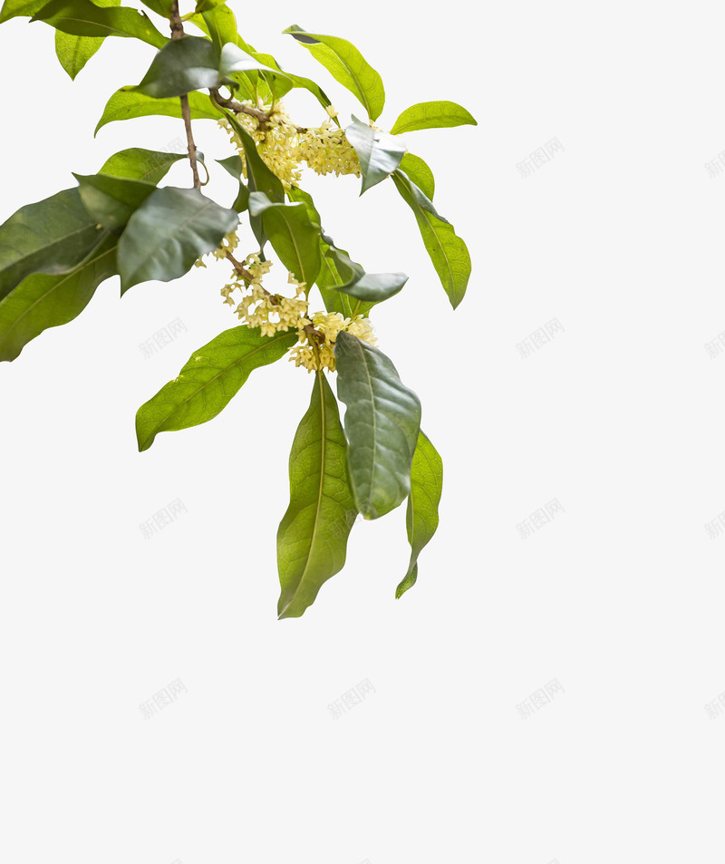 桂花绿叶黄花透明花植物png免抠素材_新图网 https://ixintu.com 桂花 绿叶 黄花 透明 植物