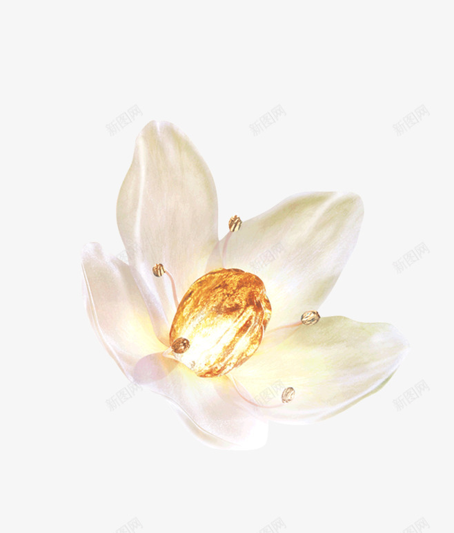图漂浮植物花朵png免抠素材_新图网 https://ixintu.com 图案 植物 漂浮 花朵 透明 透明图 鲜花