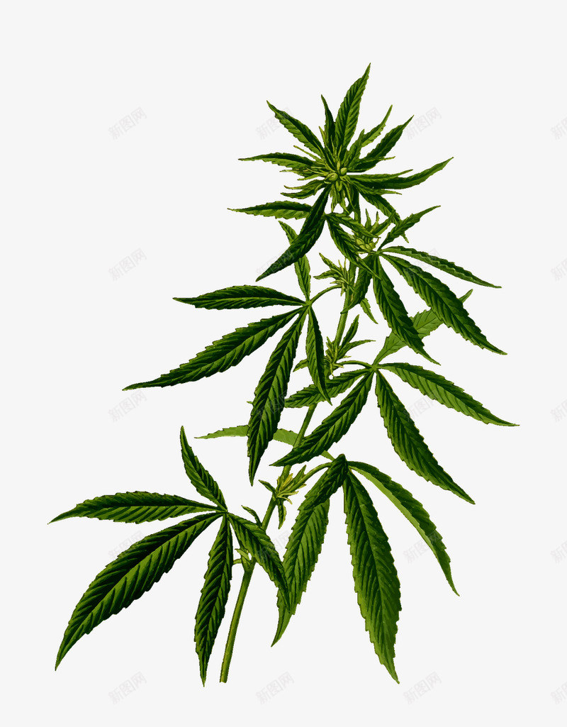 大麻叶png免抠素材_新图网 https://ixintu.com 大麻