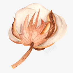 手绘水彩木棉花花卉植物透明免扣图案手账PS3手绘水素材