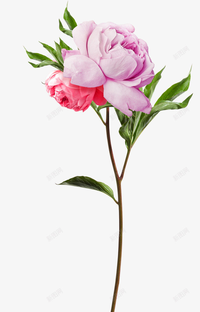 牡丹花朵鲜花透明图案png免抠素材_新图网 https://ixintu.com 图案 植物 漂浮 花朵 透明 透明图 鲜花