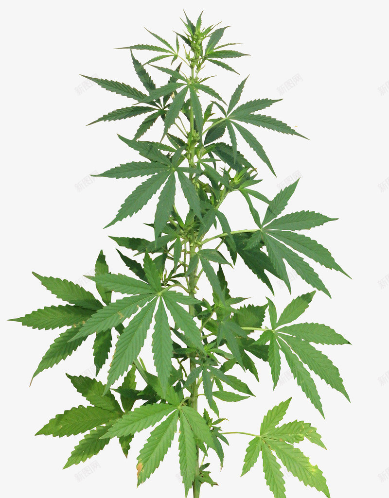 大麻叶png免抠素材_新图网 https://ixintu.com 大麻