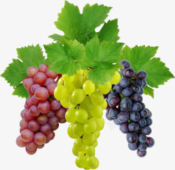 葡萄下载免费收集水果坚果素材