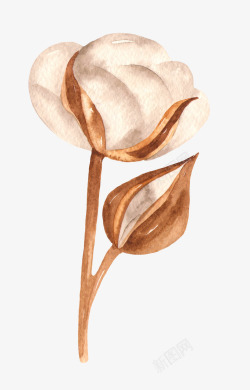 树6手绘水彩木棉花花卉植物透明免扣图案手账PS6手绘水高清图片