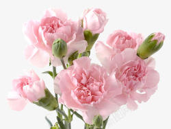 母亲节粉色康乃馨花束素材