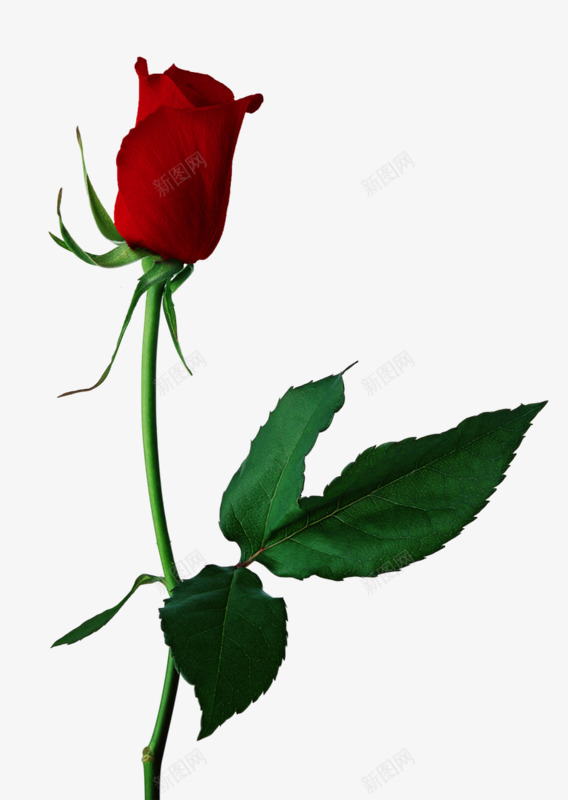 一枝红色玫瑰png免抠素材_新图网 https://ixintu.com 实物拍摄 玫瑰花 红色玫瑰 绿叶 鲜花