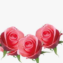 大马士革玫瑰花七夕粉色玫瑰鲜花高清图片