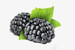 黑莓图水果食物黑莓黑莓图水果食物素材