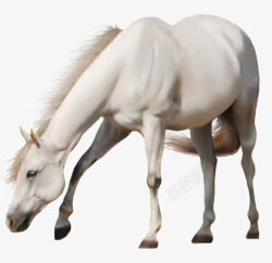 白马图像动物素材