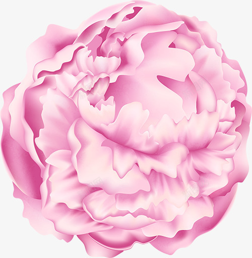 红牡丹图免扣花卉花瓣绿叶彩带等花卉玫瑰花植物花瓣郁png免抠素材_新图网 https://ixintu.com 花卉 花瓣 牡丹 图免 绿叶 彩带 玫瑰花 植物