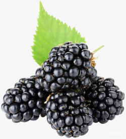 黑莓图水果食物黑莓黑莓图水果食物素材