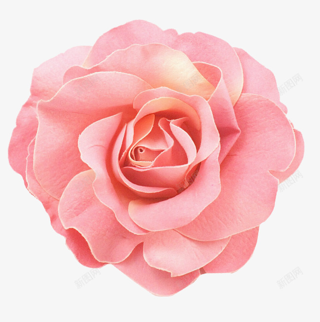 粉色玫瑰花特写png免抠素材_新图网 https://ixintu.com 背景 美丽的 美 布鲁姆 开花 植物 芽 关闭 特写镜头颜色
