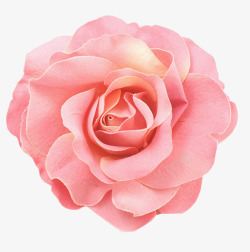 布鲁姆粉色玫瑰花特写高清图片