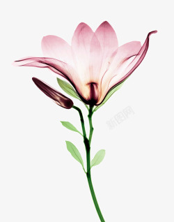 一枝粉色透明花朵素材