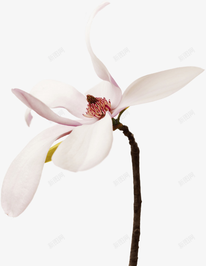 一枝粉白色花朵png免抠素材_新图网 https://ixintu.com 优雅 夏天 春天 白色 种 背景 自然界 花 花卉 花园 设计