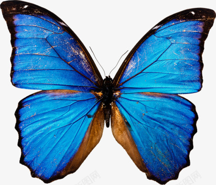 蓝色蝴蝶图像T201936h图标