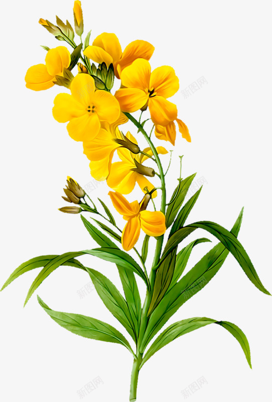 黄色的花春天png免抠素材_新图网 https://ixintu.com 黄色的花 画 植物 素材