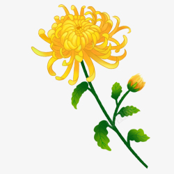 黄色彩绘背景手绘黄色菊花免扣PNG元素高清图片