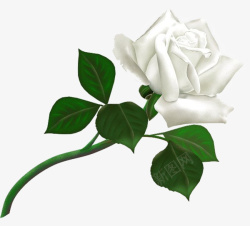 白玫瑰花白玫瑰PNG图像高清图片
