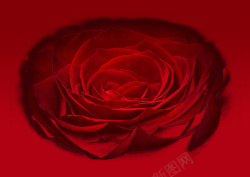 玫瑰渐变背景红色影视素材
