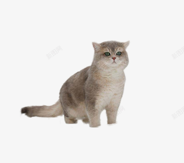一只可爱小猫咪png免抠素材_新图网 https://ixintu.com 可爱 小猫 棕色 站着