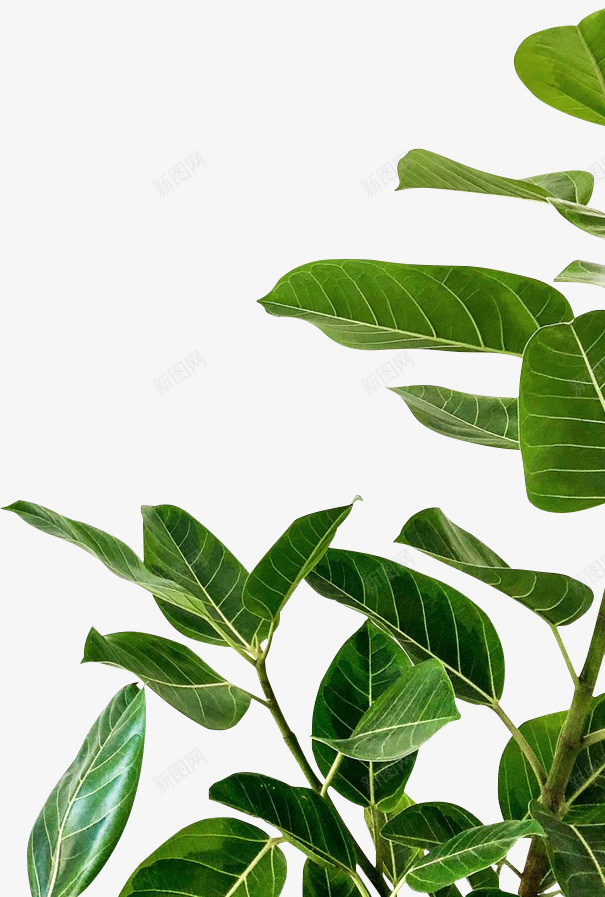 绿色植物的边角料png免抠素材_新图网 https://ixintu.com 边角料 绿色 植物 新鲜的叶子