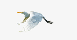 鸟动物飞翔的鸟白鸟素材