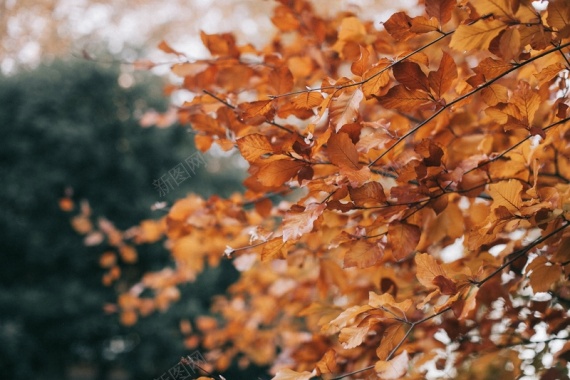 唯美秋天树叶背景