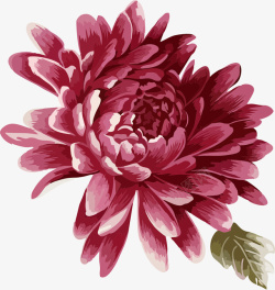 中国风手绘菊花素材