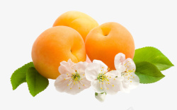黄杏跟白色杏花素材