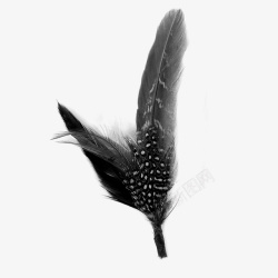 鸟型花纹鸟羽毛黑白花纹羽毛高清图片