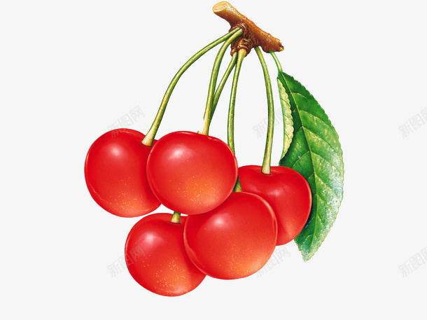 一大串西红柿psd免抠素材_新图网 https://ixintu.com 西红柿 一串西红柿 美味蔬菜 水果