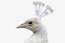 白孔雀动物鸟类素材