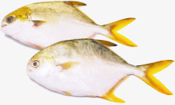 冰鲜金鲳鱼两条新鲜的金昌鱼高清图片