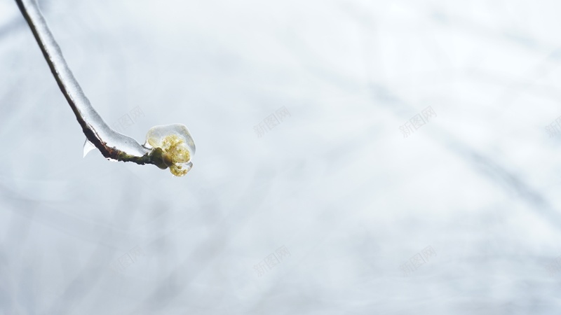 冬日里坚韧的一朵花jpg设计背景_新图网 https://ixintu.com 冬 冰 冰面背景 冷 花