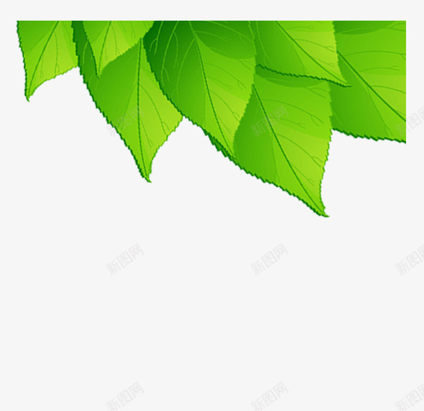 一片又一片重叠的叶子png免抠素材_新图网 https://ixintu.com 绿叶 树叶 点缀 叶子 绿色的叶子