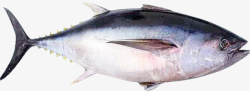 生鲜海鲜水产一整条金枪鱼高清图片