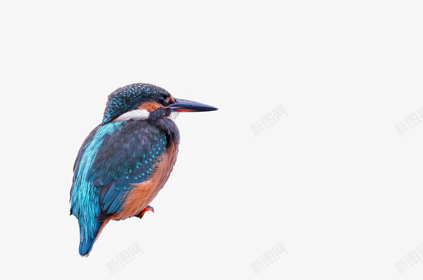 鸟蓝色的鸟类休息中的鸟png免抠素材_新图网 https://ixintu.com 鸟 动物 休息的鸟 蓝色的鸟