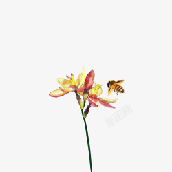 24节气小暑中国风水墨鲜花和蜜蜂意境24节气元素高清图片