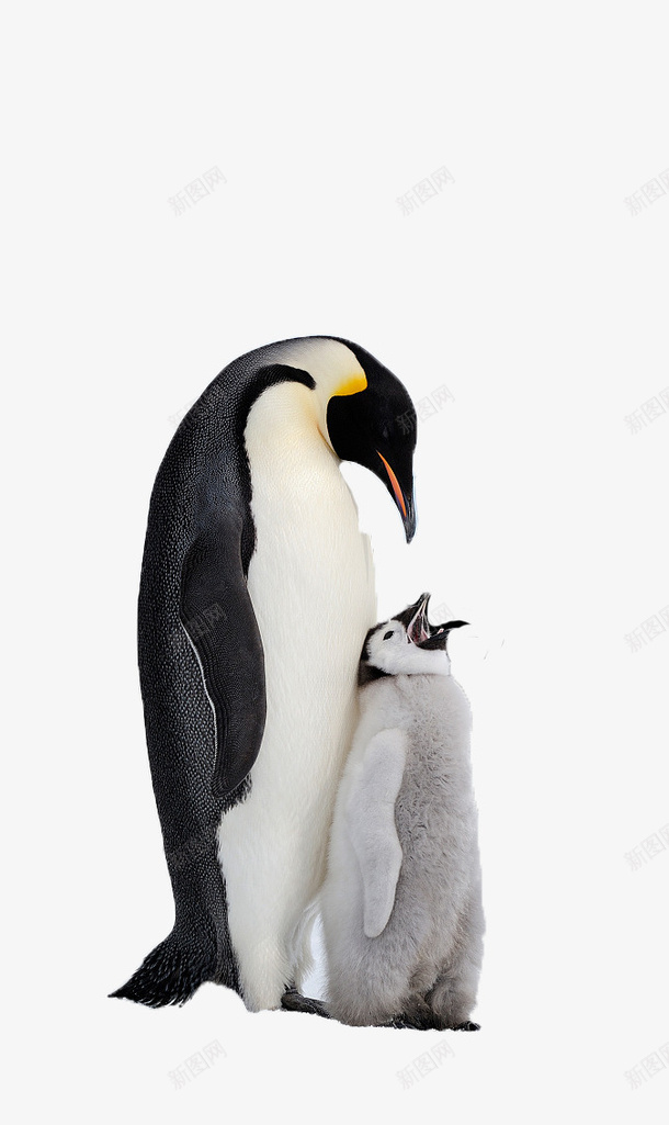 有爱的企鹅妈妈png免抠素材_新图网 https://ixintu.com 有爱 企鹅 妈妈 动物