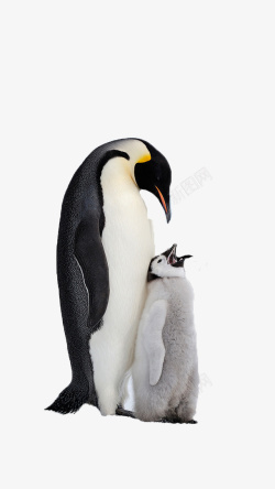 对妈妈的爱有爱的企鹅妈妈高清图片