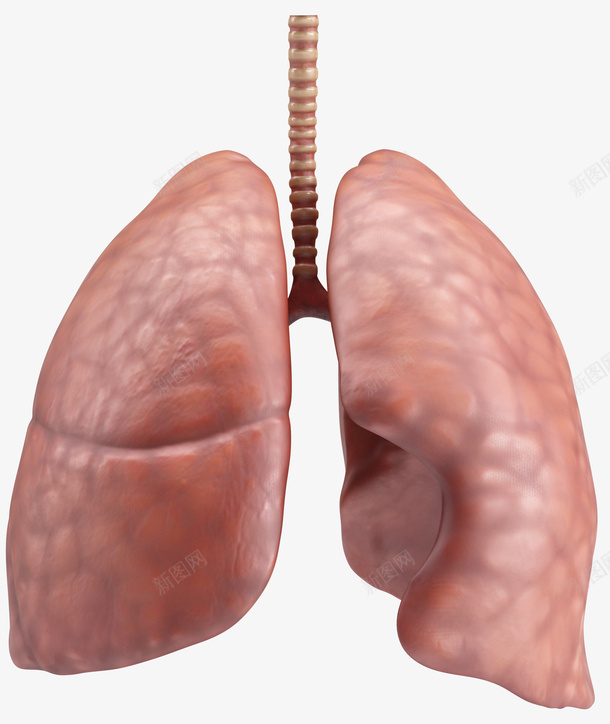 肺肺部健康的肺人体器官png免抠素材_新图网 https://ixintu.com 人体器官 健康 健康的肺 肺 肺部