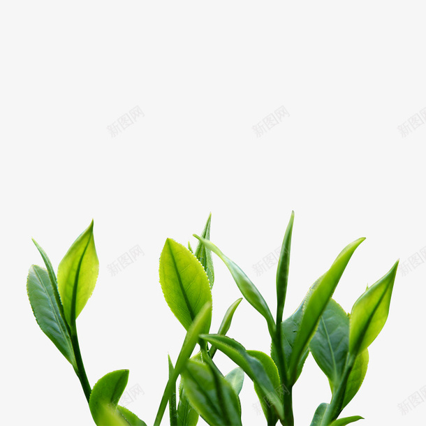 绿色的新鲜茶叶png免抠素材_新图网 https://ixintu.com 绿色 茶叶 新鲜 绿茶