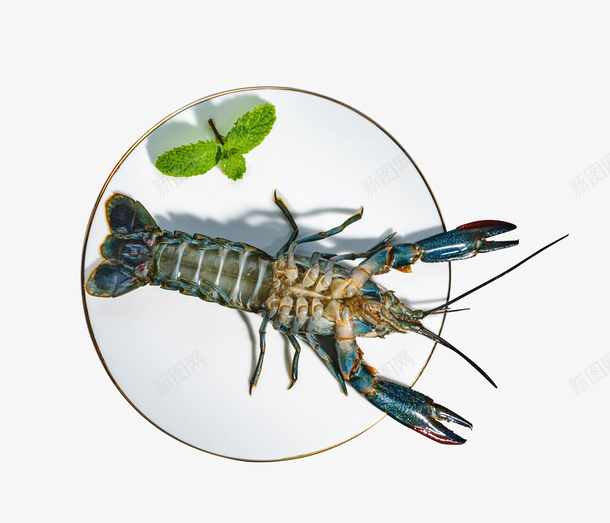 龙虾躺着的龙虾海鲜png免抠素材_新图网 https://ixintu.com 龙虾 海鲜 澳洲蓝龙虾 元素