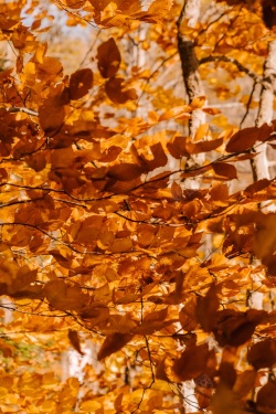 秋日森林一片黄黄的枫叶林高清图片