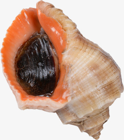 海螺肉一大颗海螺肉特写高清图片
